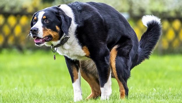 Click to Enlarge

Name: dog-pooping-blood-1.jpg
Size: 65 KB