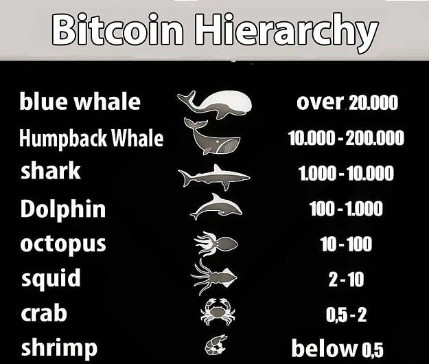 Click to Enlarge

Name: whale, squid, shark bitcoin.jpg
Size: 104 KB