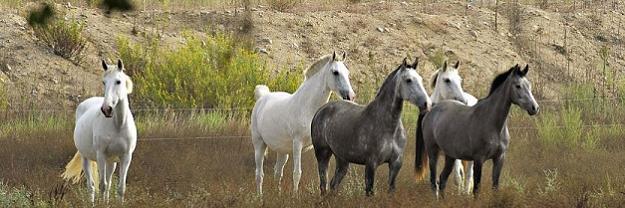 Click to Enlarge

Name: Horses.JPG
Size: 82 KB