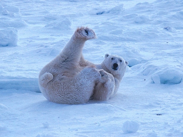 Click to Enlarge

Name: polar-bear-lounging-1024x768[1].jpg
Size: 108 KB