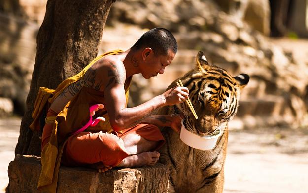 Click to Enlarge

Name: tiger_monks_Buddhism_animals-262145.jpg
Size: 295 KB