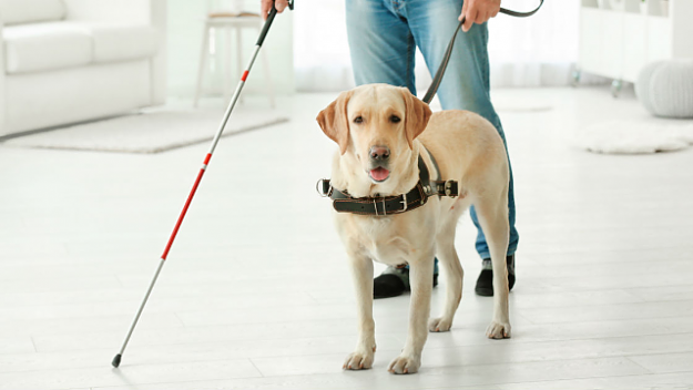 Click to Enlarge

Name: Guide Dog and White Stick.png
Size: 243 KB