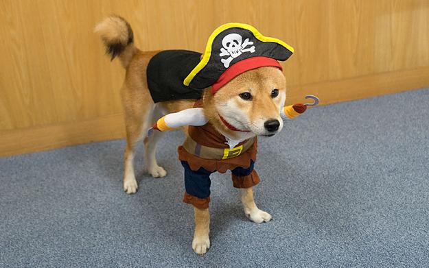 Click to Enlarge

Name: Dog Way - Shiba Inu Pirate Costume.jpg
Size: 86 KB