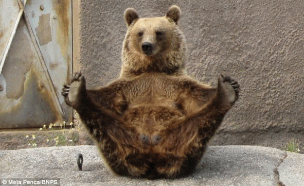 Click to Enlarge

Name: bear.gif
Size: 805 KB