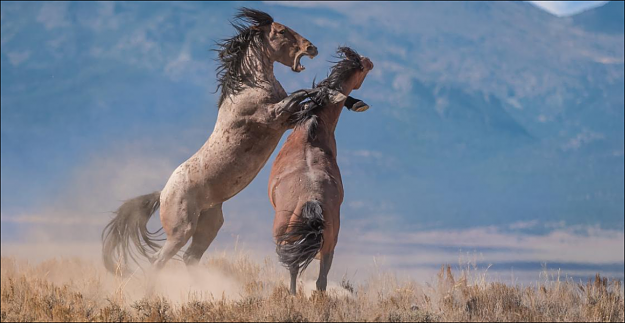 Click to Enlarge

Name: WILDHORSE.PNG
Size: 1.2 MB