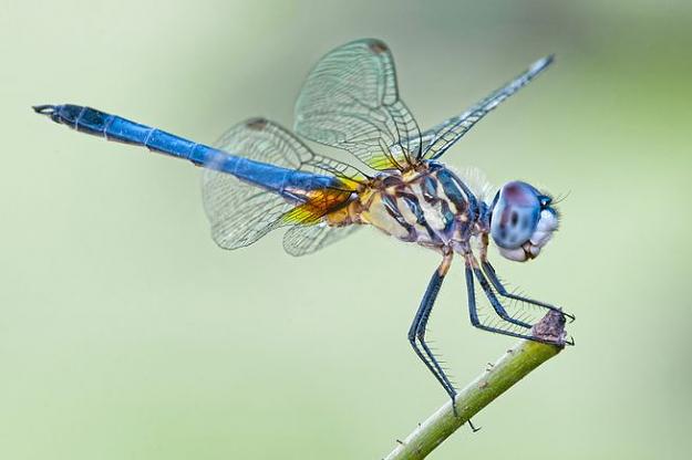 Click to Enlarge

Name: dragonfly-lead.jpg.653x0_q80_crop-smart.jpg
Size: 27 KB