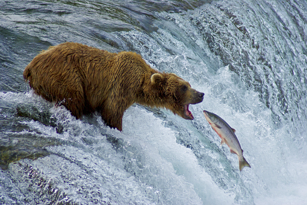 Click to Enlarge

Name: bear upstream eats salmon.png
Size: 1.2 MB