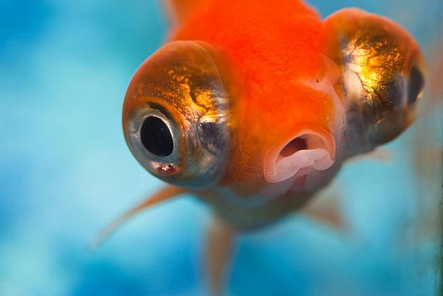 Click to Enlarge

Name: do fish have eyelids.jpg
Size: 61 KB
