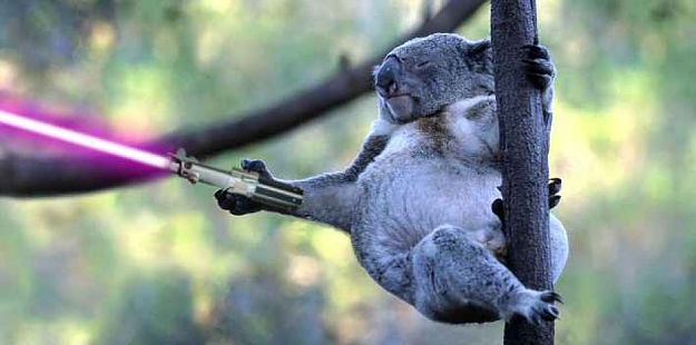 Click to Enlarge

Name: koalajedi.jpg
Size: 72 KB