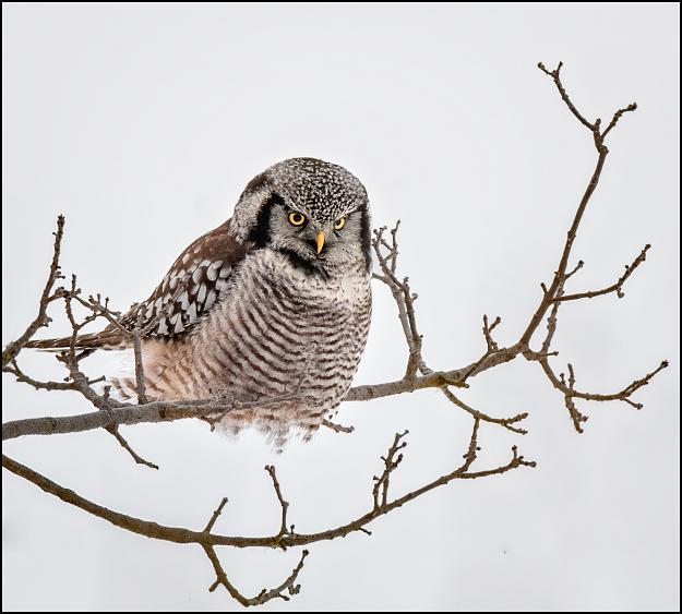 Click to Enlarge

Name: Northern Hawk Owl.jpg
Size: 463 KB