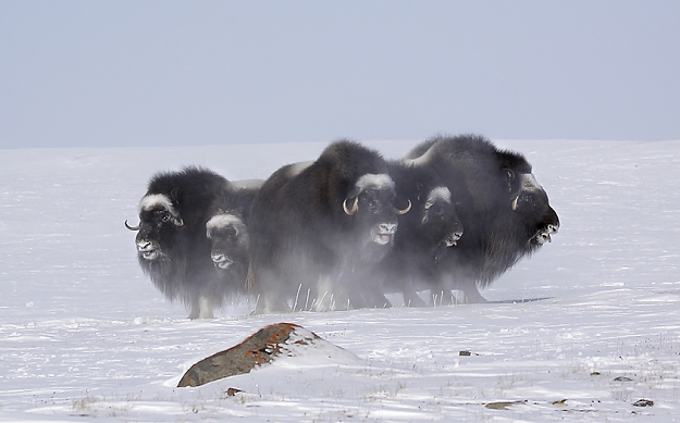 Click to Enlarge

Name: muskoxes.jpg
Size: 310 KB