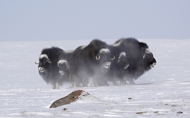 Click to Enlarge

Name: muskoxes.jpg
Size: 310 KB