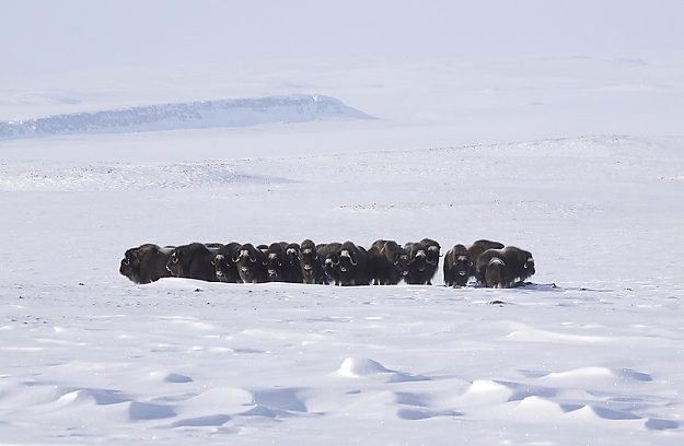 Click to Enlarge

Name: muskox_defense.jpg
Size: 272 KB