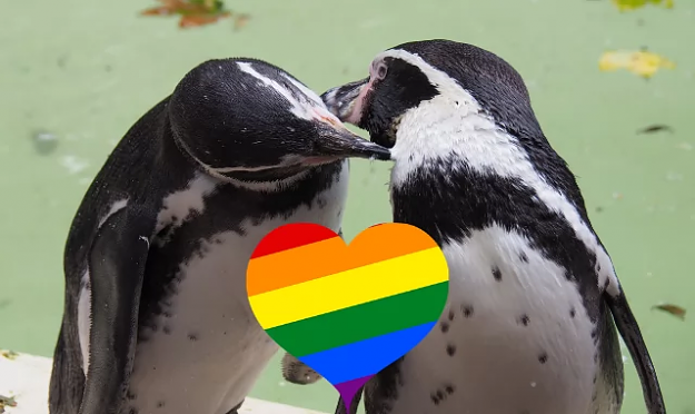 Click to Enlarge

Name: Gay Pengiuns.png
Size: 253 KB