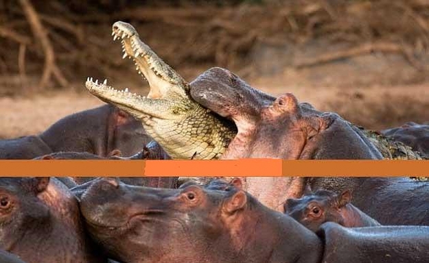 Click to Enlarge

Name: 1258462573crocvsgator1.jpg
Size: 37 KB