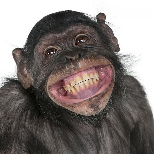Click to Enlarge

Name: monkey.jpg
Size: 126 KB