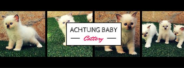 Click to Enlarge

Name: achtung cattery.jpg
Size: 88 KB