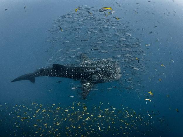 Click to Enlarge

Name: whaleshark.jpg
Size: 109 KB