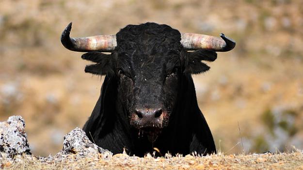 Click to Enlarge

Name: bull.jpg
Size: 69 KB