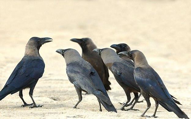 Click to Enlarge

Name: birdplan.jpeg
Size: 33 KB
