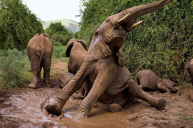 Click to Enlarge

Name: elephant mud bath.jpg
Size: 199 KB
