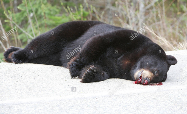Click to Enlarge

Name: dead bear.PNG
Size: 782 KB