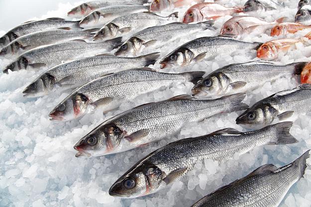 Click to Enlarge

Name: fish.jpg
Size: 690 KB