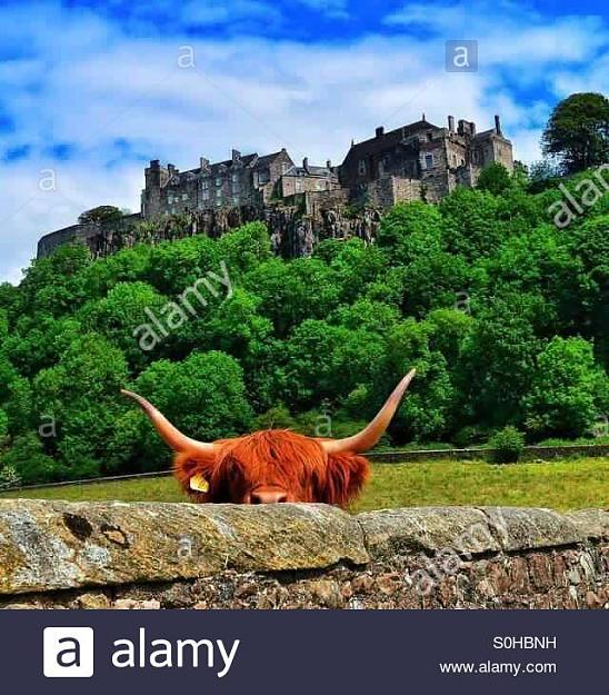 Click to Enlarge

Name: hiding-bull-at-the-castle-S0HBNH.jpg
Size: 70 KB