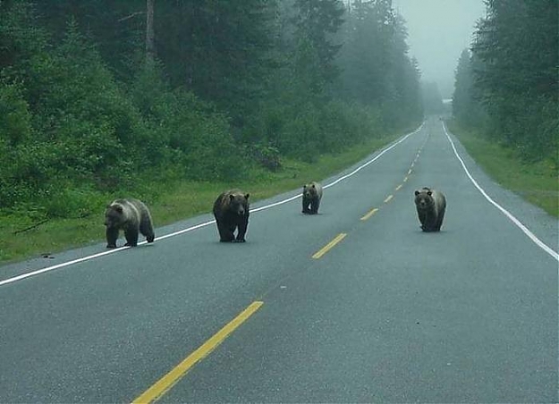 Click to Enlarge

Name: BearGang.jpg
Size: 44 KB