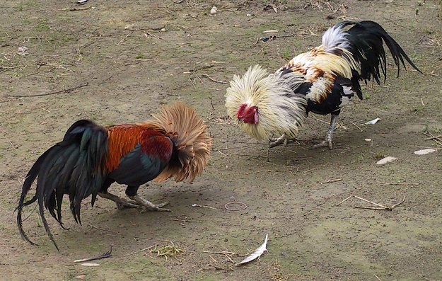 Click to Enlarge

Name: cockfighting.jpg
Size: 396 KB