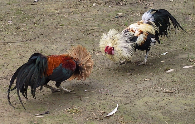 Click to Enlarge

Name: cockfighting.jpg
Size: 396 KB