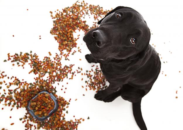 Click to Enlarge

Name: iStock-472676714.jpg
Size: 1.0 MB
