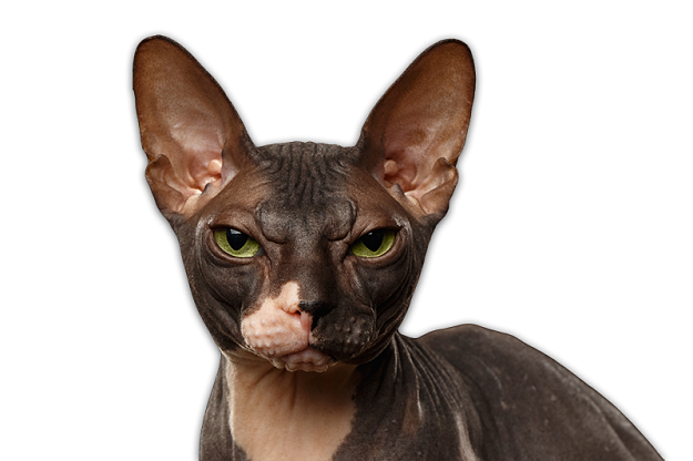 Click to Enlarge

Name: iStock_000072432799_Medium-small.png
Size: 357 KB
