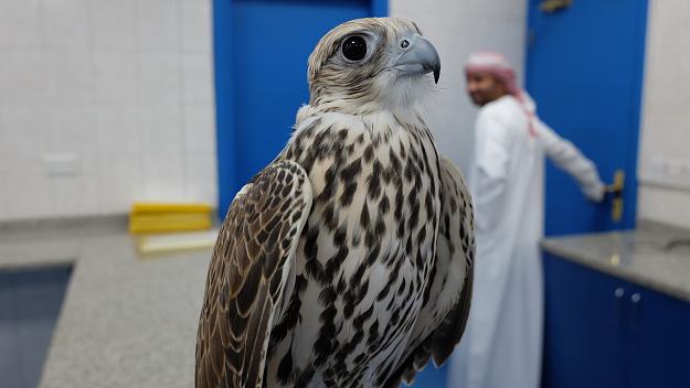 Click to Enlarge

Name: falcon.jpg
Size: 1.9 MB