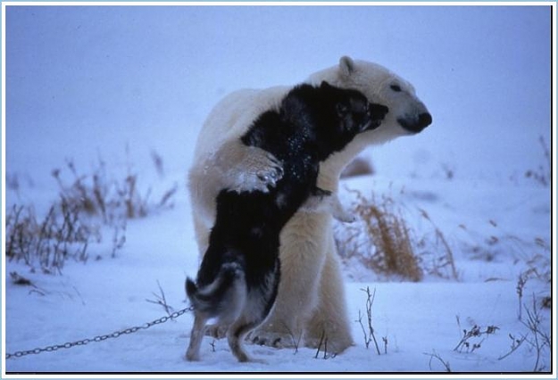 Click to Enlarge

Name: Polar Bear Vs. Sled Dogs (3).jpg
Size: 37 KB