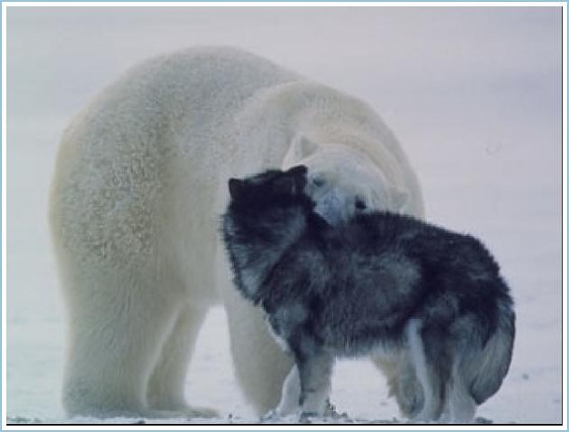 Click to Enlarge

Name: Polar Bear Vs. Sled Dogs (4).jpg
Size: 27 KB