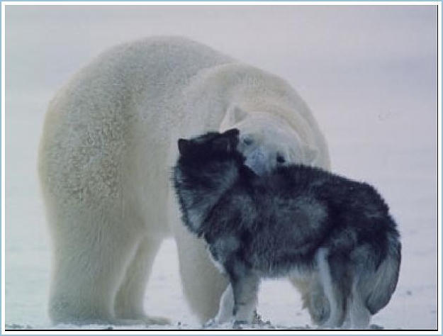 Click to Enlarge

Name: Polar Bear Vs. Sled Dogs (4).jpg
Size: 27 KB