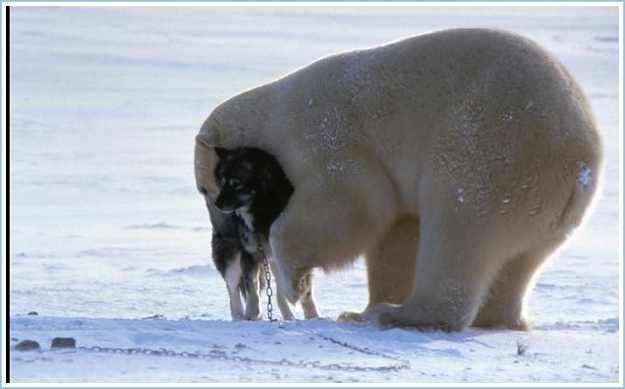 Click to Enlarge

Name: Polar Bear Vs. Sled Dogs (5).jpg
Size: 35 KB