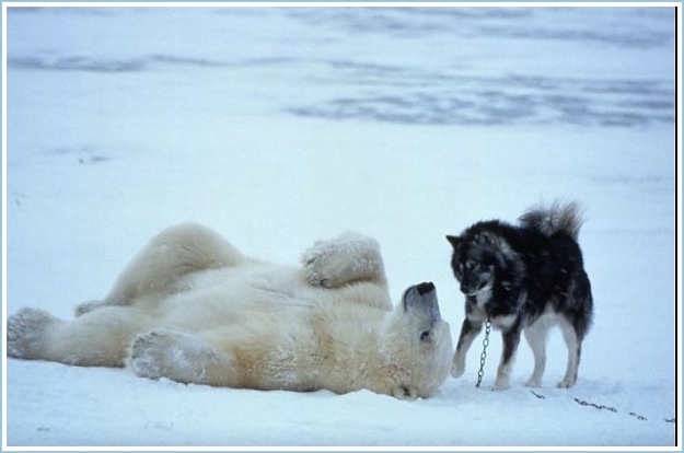 Click to Enlarge

Name: Polar Bear Vs. Sled Dogs (6).jpg
Size: 32 KB