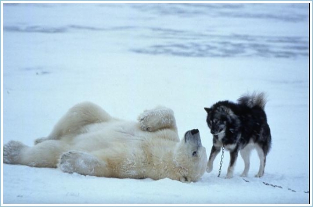 Click to Enlarge

Name: Polar Bear Vs. Sled Dogs (6).jpg
Size: 32 KB