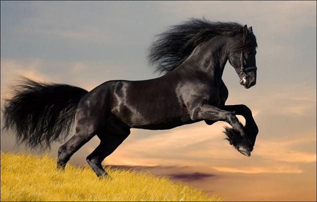 Click to Enlarge

Name: Horse.JPG
Size: 69 KB