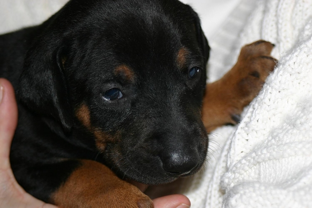 Click to Enlarge

Name: my_dobe.jpg
Size: 126 KB