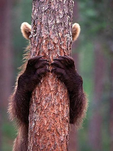Click to Enlarge

Name: Brown Bear  escondida detrás del árbol.jpg
Size: 62 KB