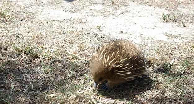 Click to Enlarge

Name: echidna 2.jpg
Size: 449 KB