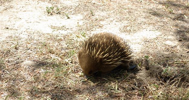 Click to Enlarge

Name: echidna 1.jpg
Size: 398 KB