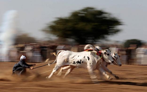 Click to Enlarge

Name: JS119356510_A-bull-savar-jockey-guides-his-bulls-as-he-competes-in-a-bull-race-in-Pind-Sulta_NEW.jpg
Size: 95 KB