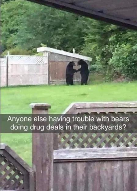 Click to Enlarge

Name: drug bear.jpg
Size: 78 KB