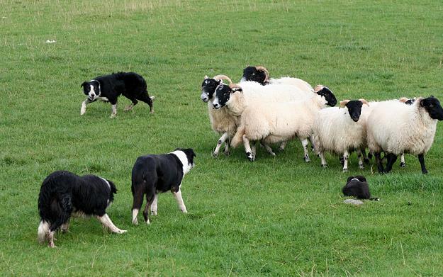 Click to Enlarge

Name: sheep.jpg
Size: 461 KB