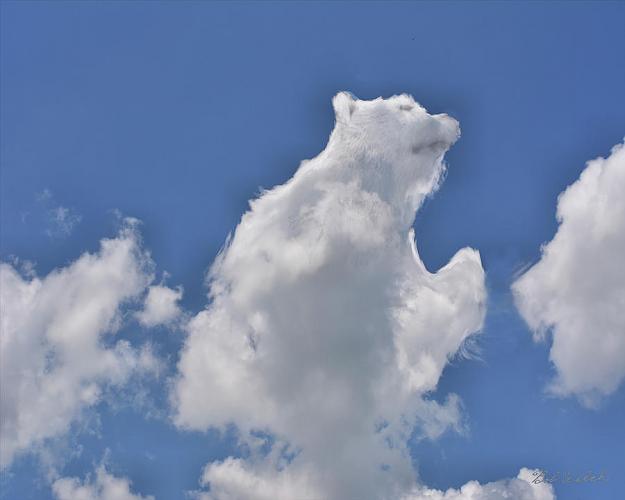 Click to Enlarge

Name: polar-bear-cloud-bob-welch.jpg
Size: 100 KB
