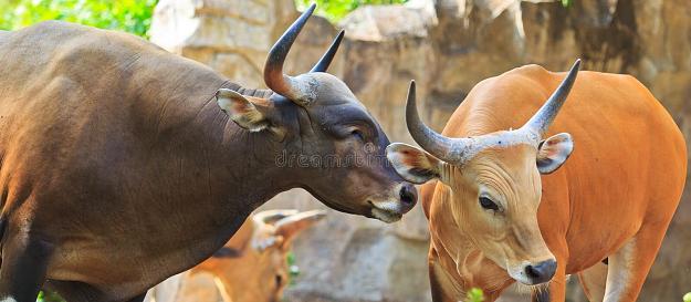 Click to Enlarge

Name: bulls.jpg
Size: 135 KB